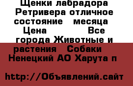 Щенки лабрадора Ретривера отличное состояние 2 месяца › Цена ­ 30 000 - Все города Животные и растения » Собаки   . Ненецкий АО,Харута п.